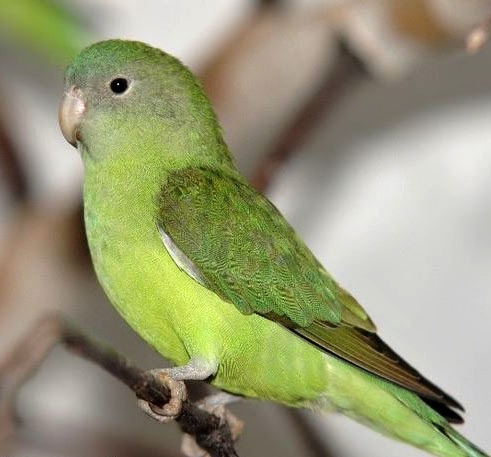 Agapornis šedohlavý